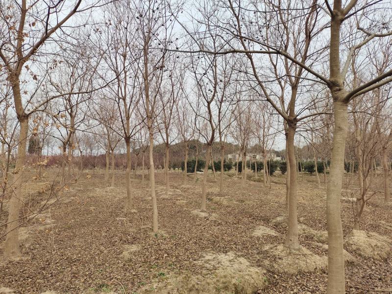 乌桕树乌桕大树基地直发乌桕树苗1至22公分