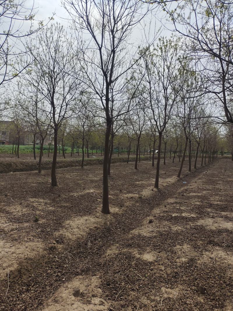 乌桕树乌桕大树基地直发乌桕树苗1至22公分