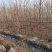 乌桕树乌桕大树基地直发乌桕树苗1至22公分