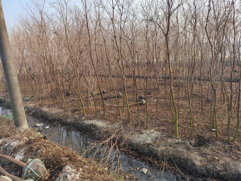 乌桕树乌桕大树基地直发乌桕树苗1至22公分