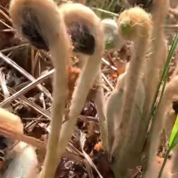 牛毛广也叫微菜