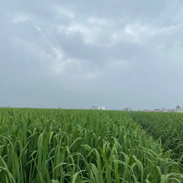 百亩茭白基地，自产自销