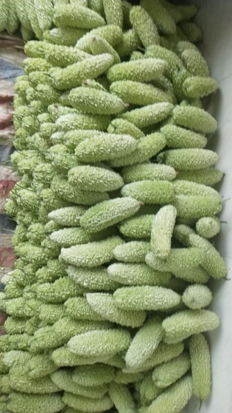 露天白珍珠苦瓜大量上去市