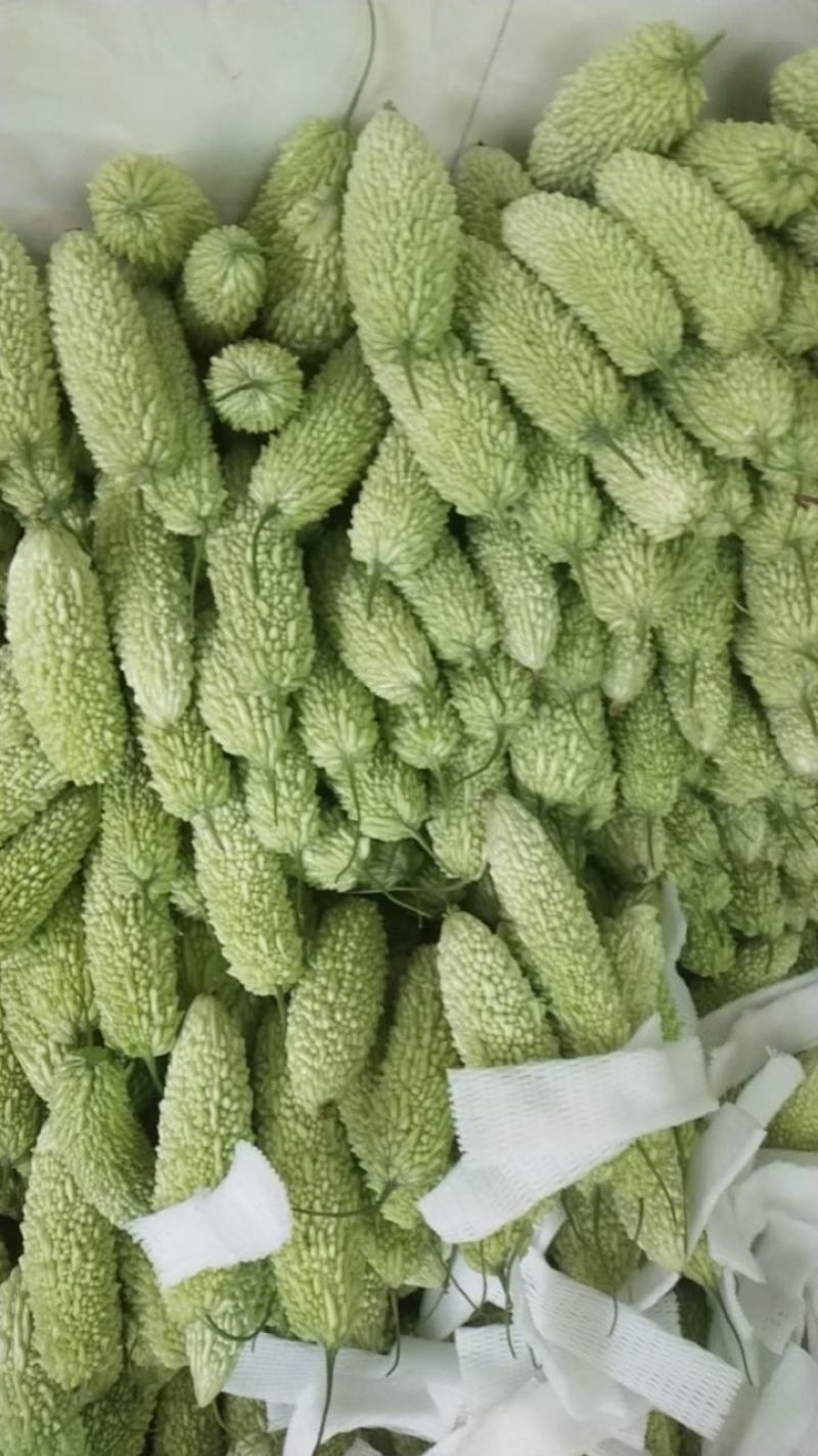 露天白珍珠苦瓜大量上去市