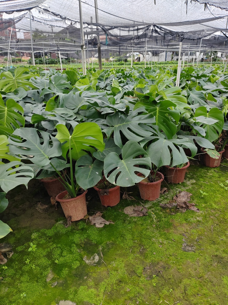 龟背竹