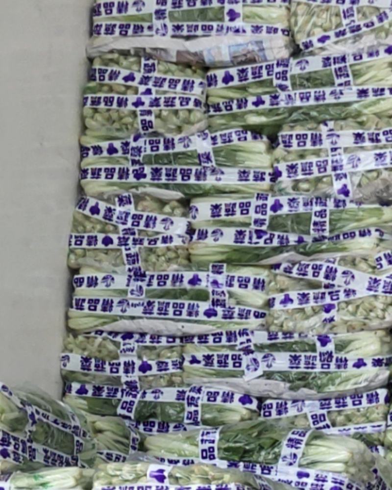 精品小白菜湖北孝感货量充足品质有保障欢迎来电咨询