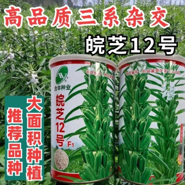 杂交芝麻种子皖芝12号高产白芝麻种高油矮脚榨油芝麻种子籽