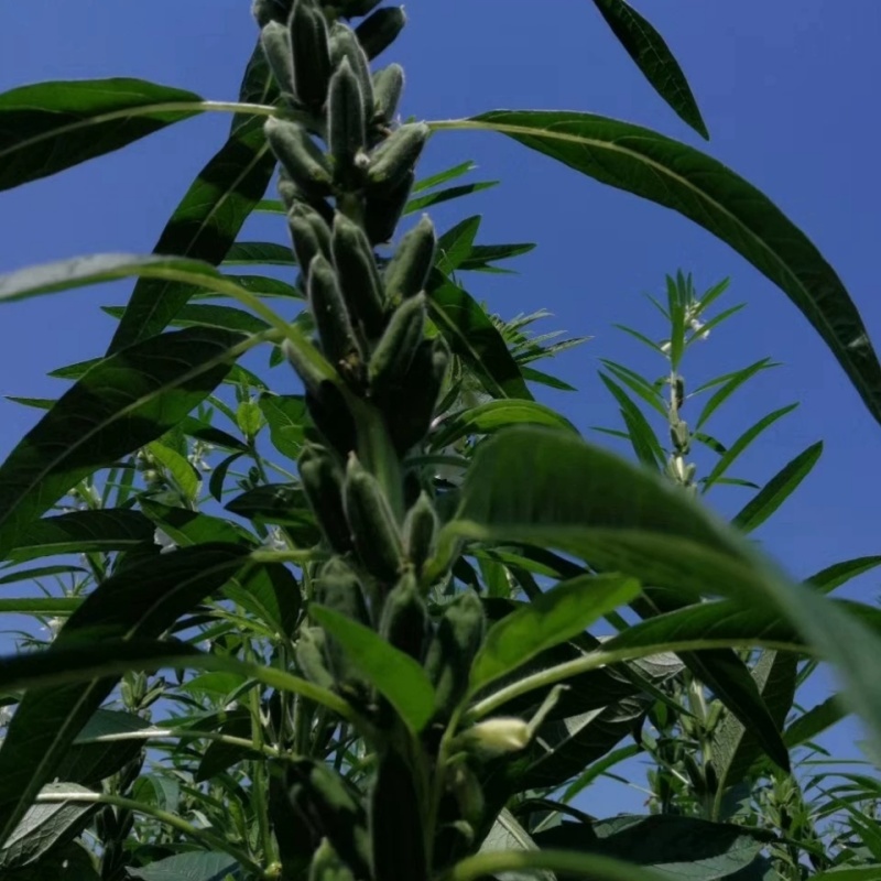 杂交芝麻种子皖芝12号高产白芝麻种高油矮脚榨油芝麻种子籽