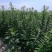 杂交芝麻种子皖芝12号高产白芝麻种高油矮脚榨油芝麻种子籽