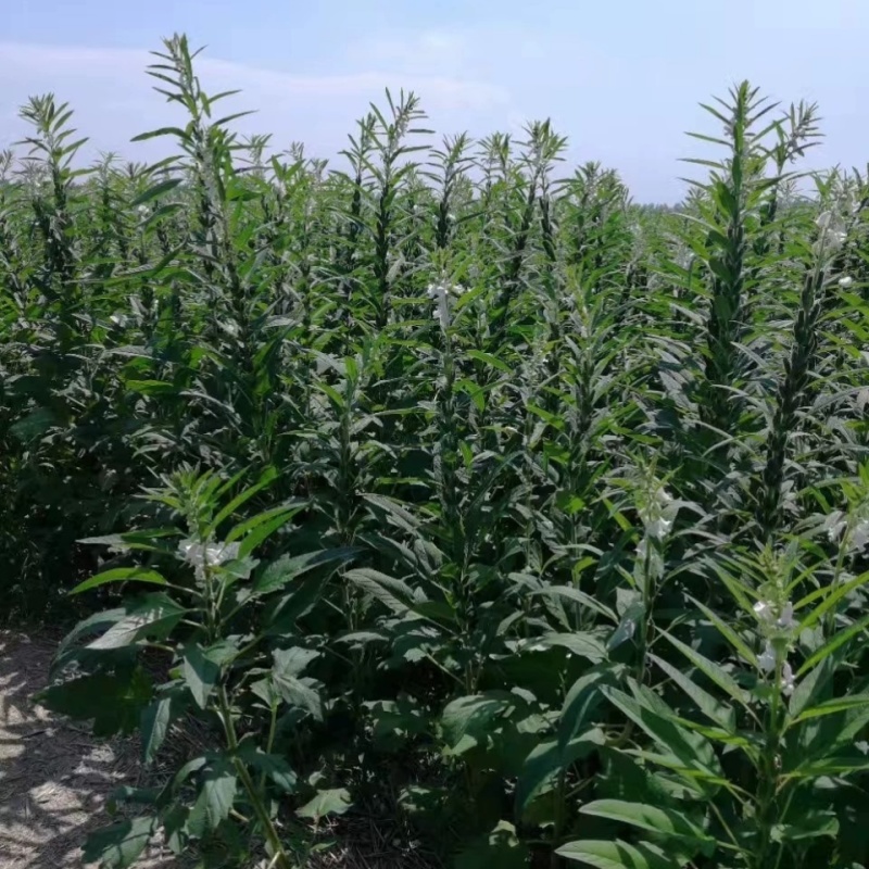 杂交芝麻种子皖芝12号高产白芝麻种高油矮脚榨油芝麻种子籽
