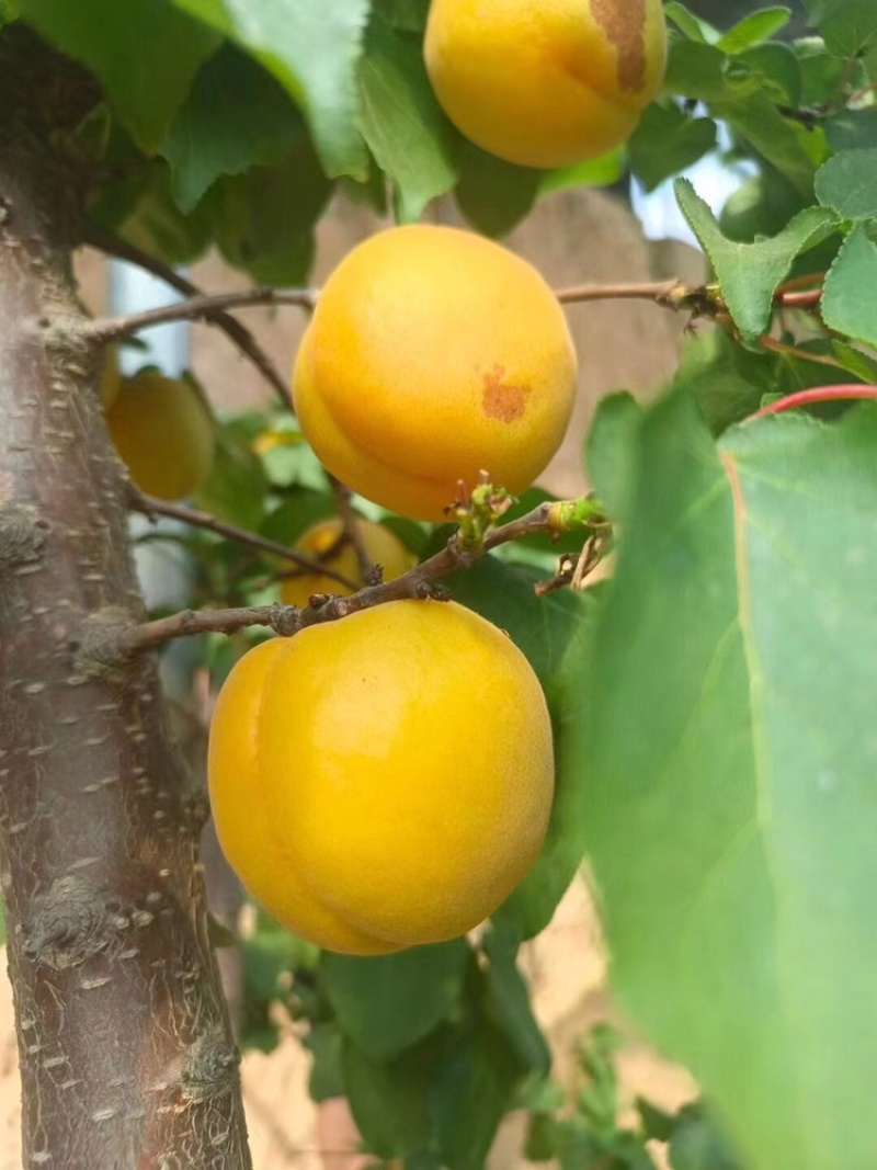 精品金太阳，凯特杏，大量新鲜上市，口感脆甜个头均匀