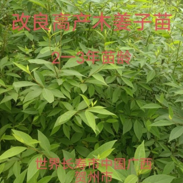 新鲜贺州山苍子苗，优质苗木，**特惠！