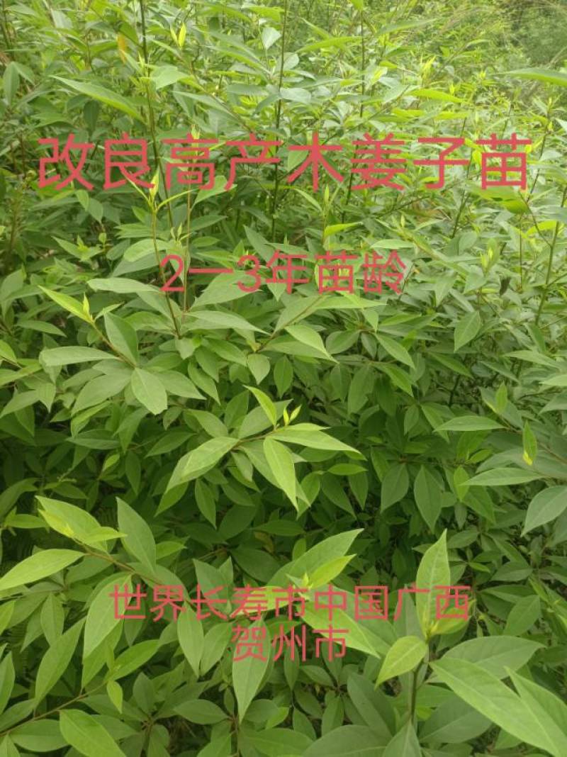 新鲜贺州山苍子苗，优质苗木，**特惠！