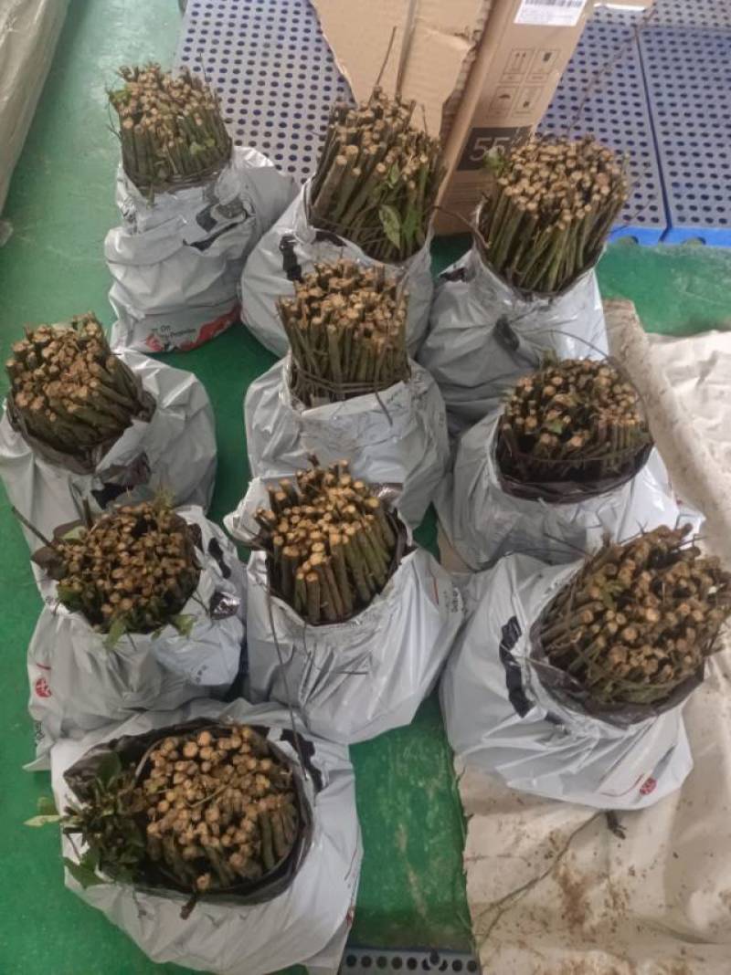 新鲜贺州山苍子苗，优质苗木，**特惠！
