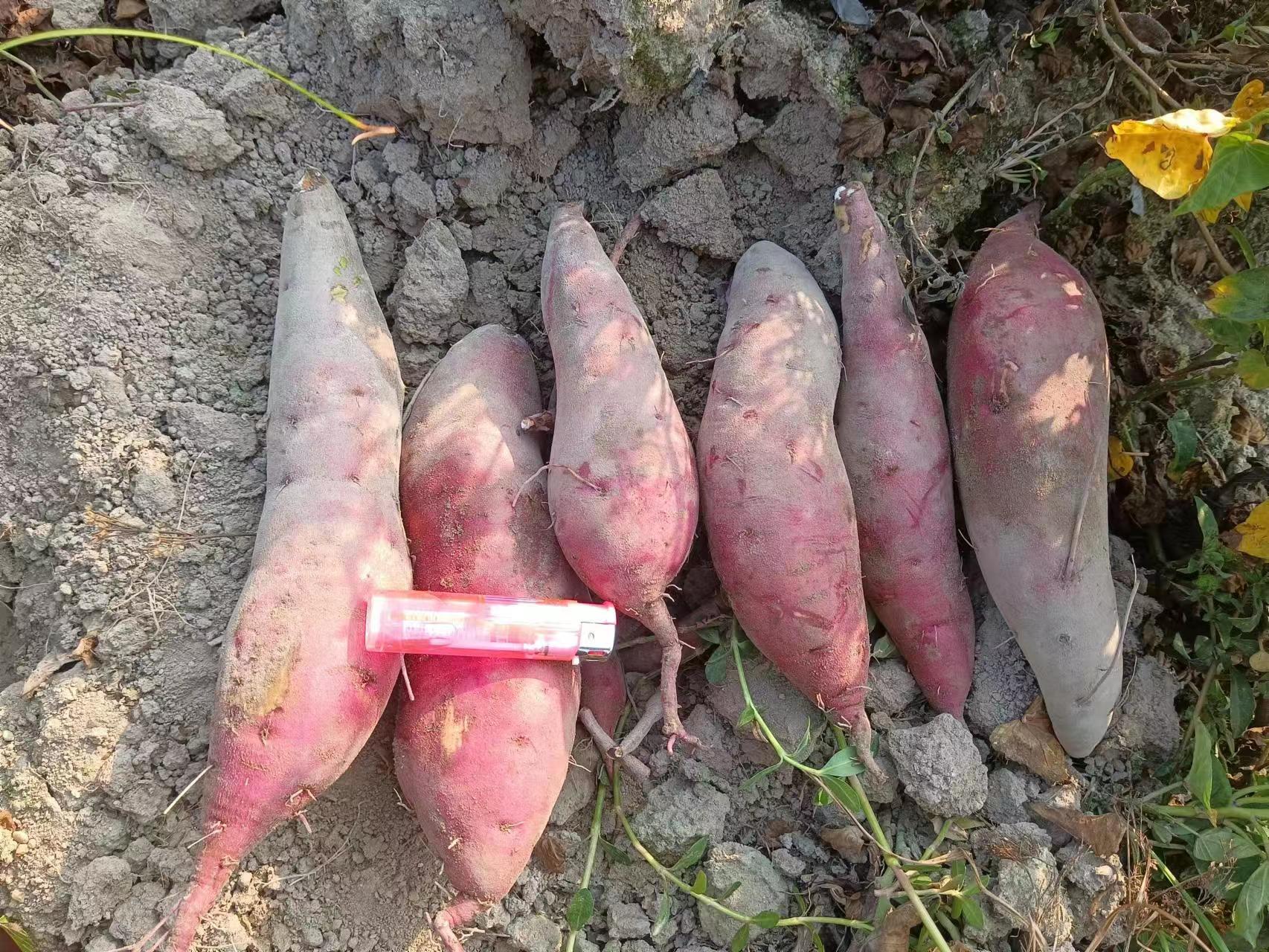 烟薯25与六鳌蜜薯外观对比特写
