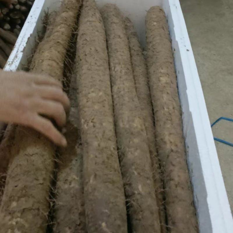 双胞山药河北产区直发保质保量供货欢迎咨询选购