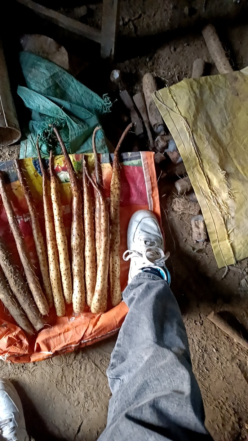 双胞山药河北产区直发保质保量供货欢迎咨询选购