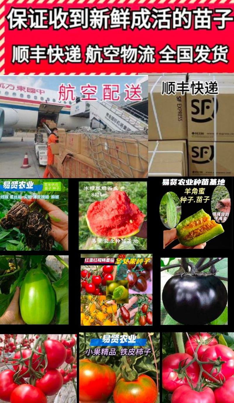 石头番茄苗大红果番茄苗越夏秋延露天保护地大红番茄苗