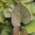 各种脱毒红薯苗，单垄单行，苗子粗壮，成活率高，需要的朋友