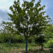 8公分精品朴树，全冠朴树熟货公园绿化百亩基地