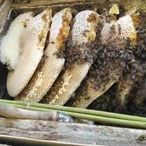 正宗野生蜂蜜，野蜂蜜波美度40以上欢迎咨询