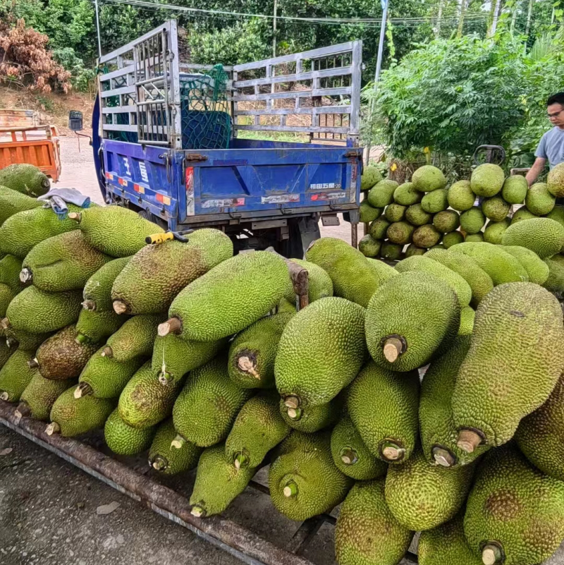 海南菠萝蜜一件代发产地全国代发便宜欢迎电话咨询