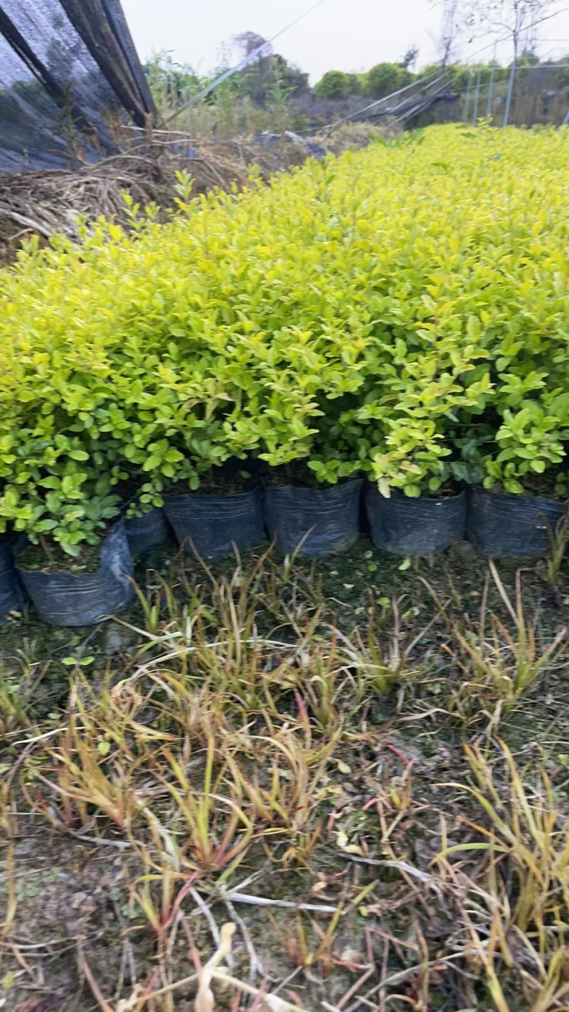 亮晶女贞大杯，价格美丽，欢迎来一亩田订购。