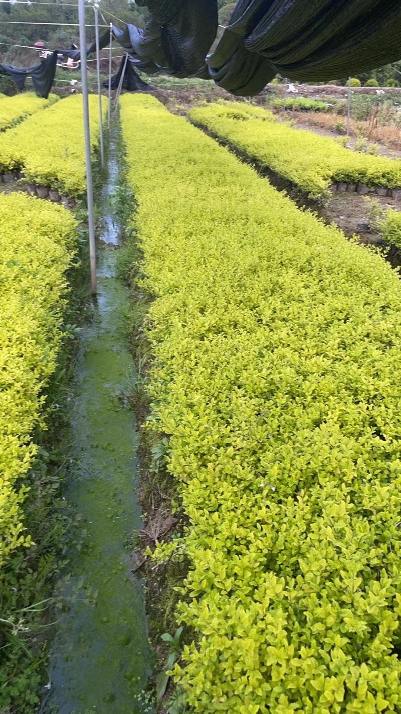 亮晶女贞大杯，价格美丽，欢迎来一亩田订购。