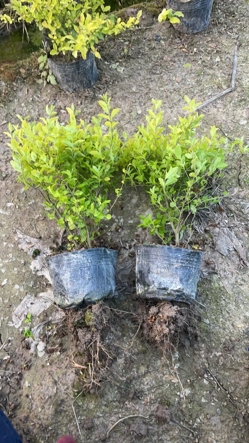亮晶女贞大杯，价格美丽，欢迎来一亩田订购。