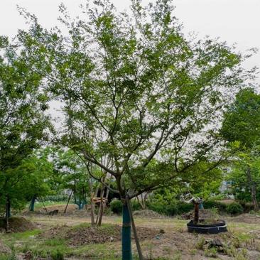 12公分朴树单杆精品全冠朴树用于工程公园道路绿化植物