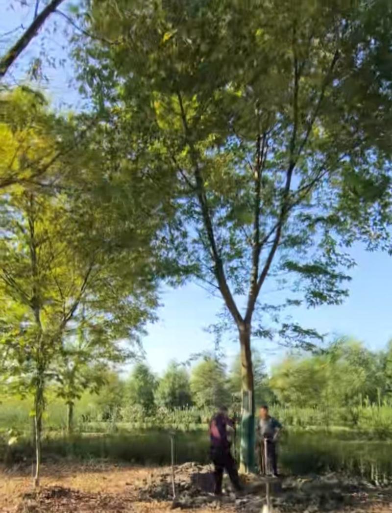 12公分朴树单杆精品全冠朴树用于工程公园道路绿化植物