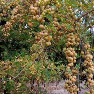 油甘果