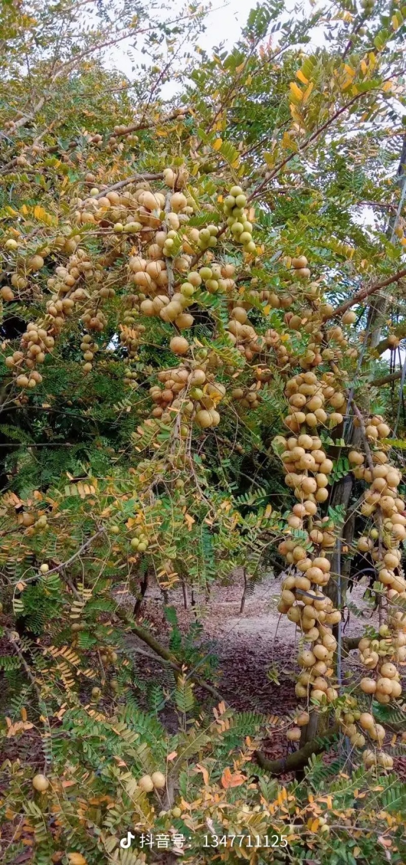 油甘果
