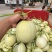 【甜瓜】陕西小籽甜瓜，阎良甜瓜，大量上市，量大价优