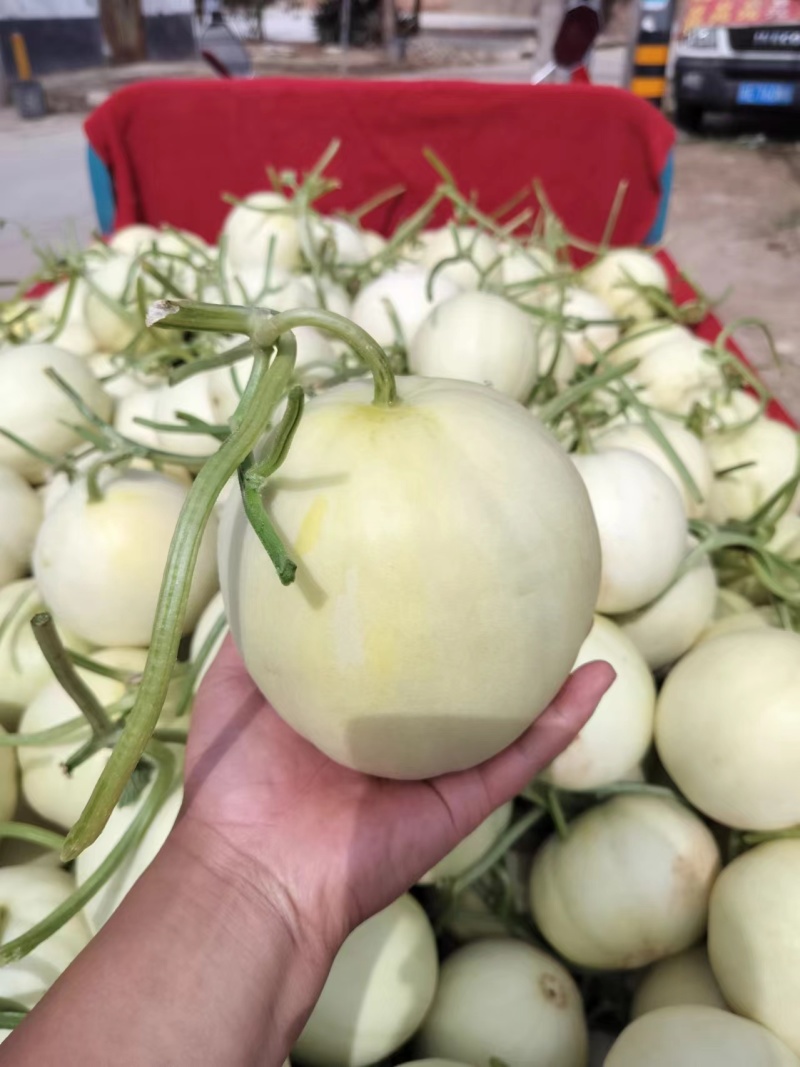 【甜瓜】陕西小籽甜瓜，阎良甜瓜，大量上市，量大价优