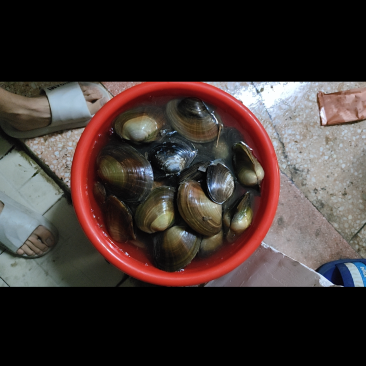 大河蚌