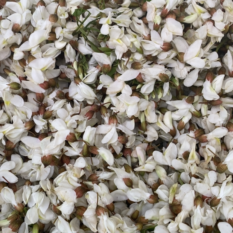 河南特色槐花精品野菜春天的味道口味独特营养价值高欢迎电联