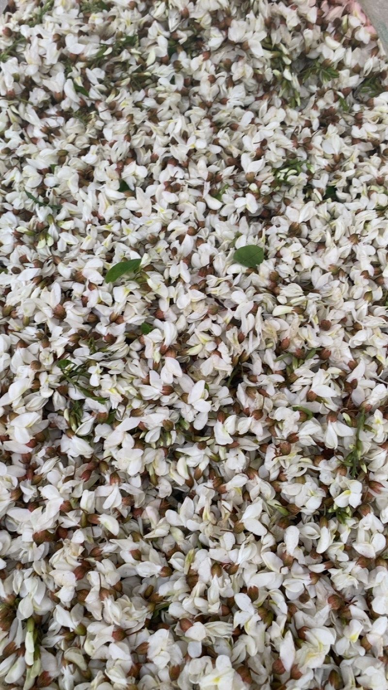 河南特色槐花精品野菜春天的味道口味独特营养价值高欢迎电联