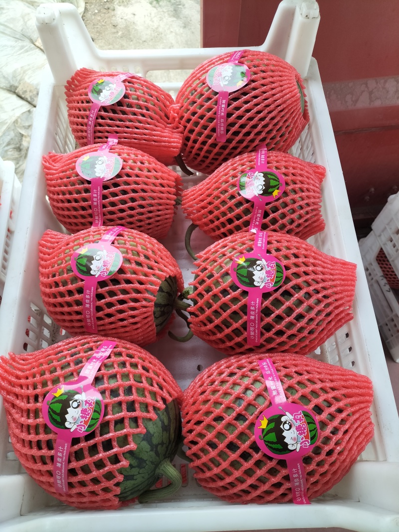 早春红玉小西瓜，手剥小糖丸瓜，2K小吊瓜，头茬鲜瓜