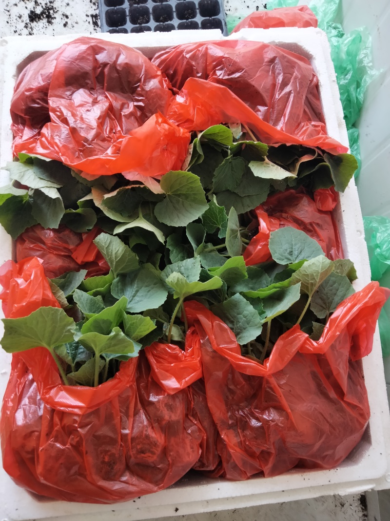 冬瓜苗优质高产抗病黑皮冬瓜苗一串铃冬瓜苗中通当天发货