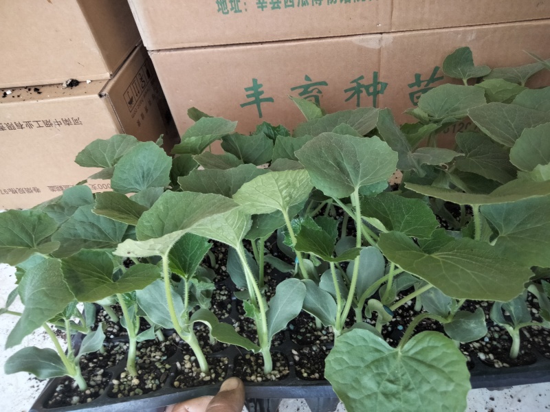 冬瓜苗优质高产抗病黑皮冬瓜苗一串铃冬瓜苗中通当天发货
