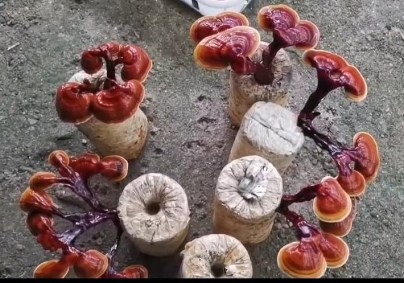 观赏药用盆景藏灵芝菌棒包，电商铺货菌棒，需预订