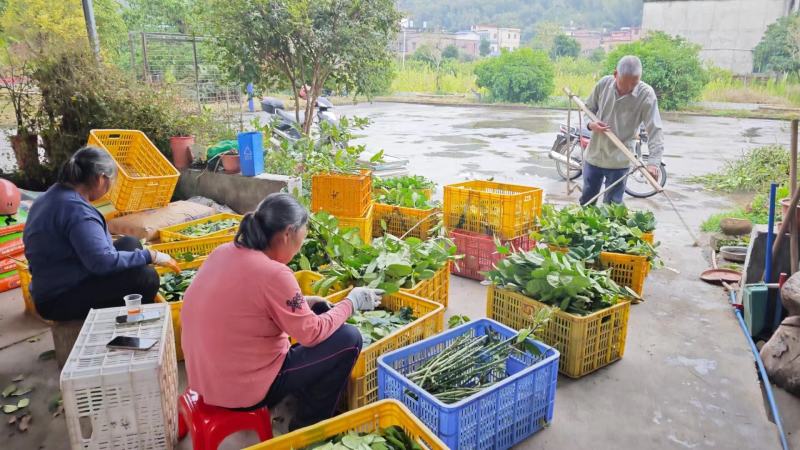 广东香水柠檬叶，净叶，味道清香，适合制作柠檬红茶、鱼生店