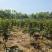地径1-5公分茶花（赤丹）大量供应，支持线上保障交易