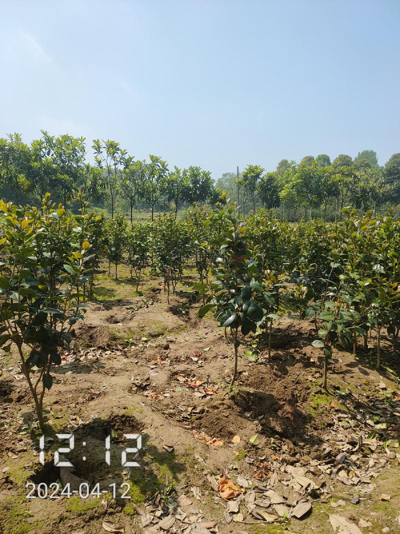 地径1-5公分茶花（赤丹）大量供应，支持线上保障交易