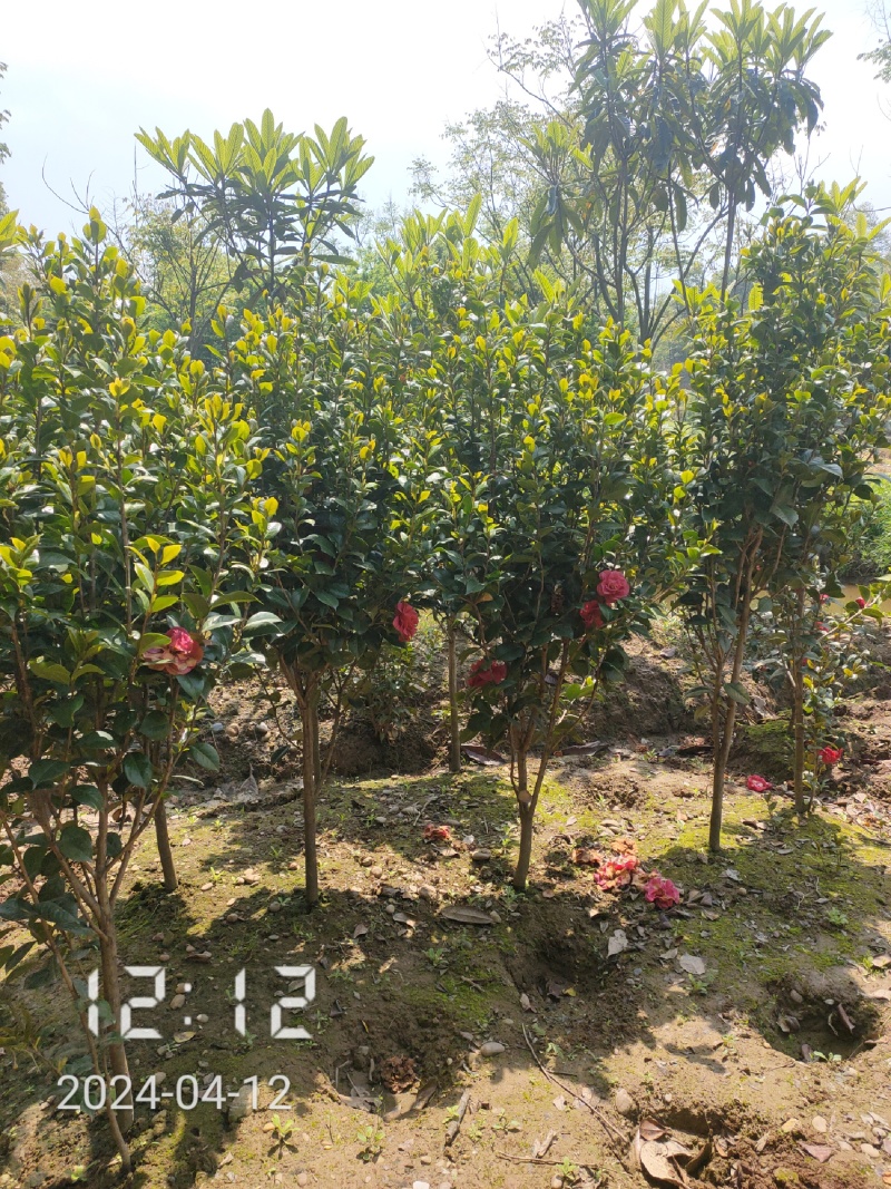 地径1-5公分茶花（赤丹）大量供应，支持线上保障交易