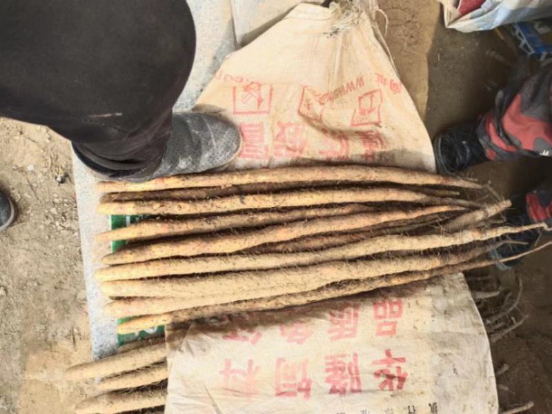 铁棍山药，紫药大量供应河北保定产地直发量大从优规格齐全欢迎咨