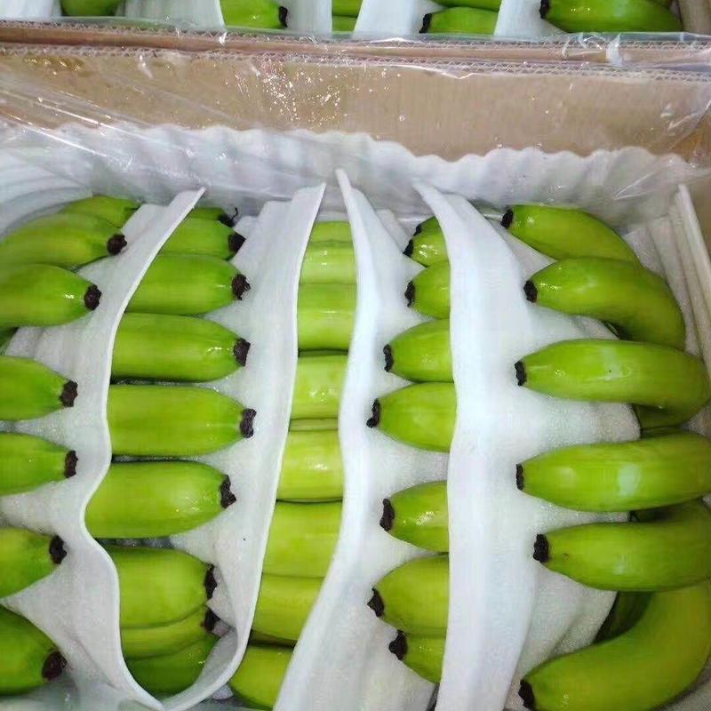 广东湛江产地直供～香蕉