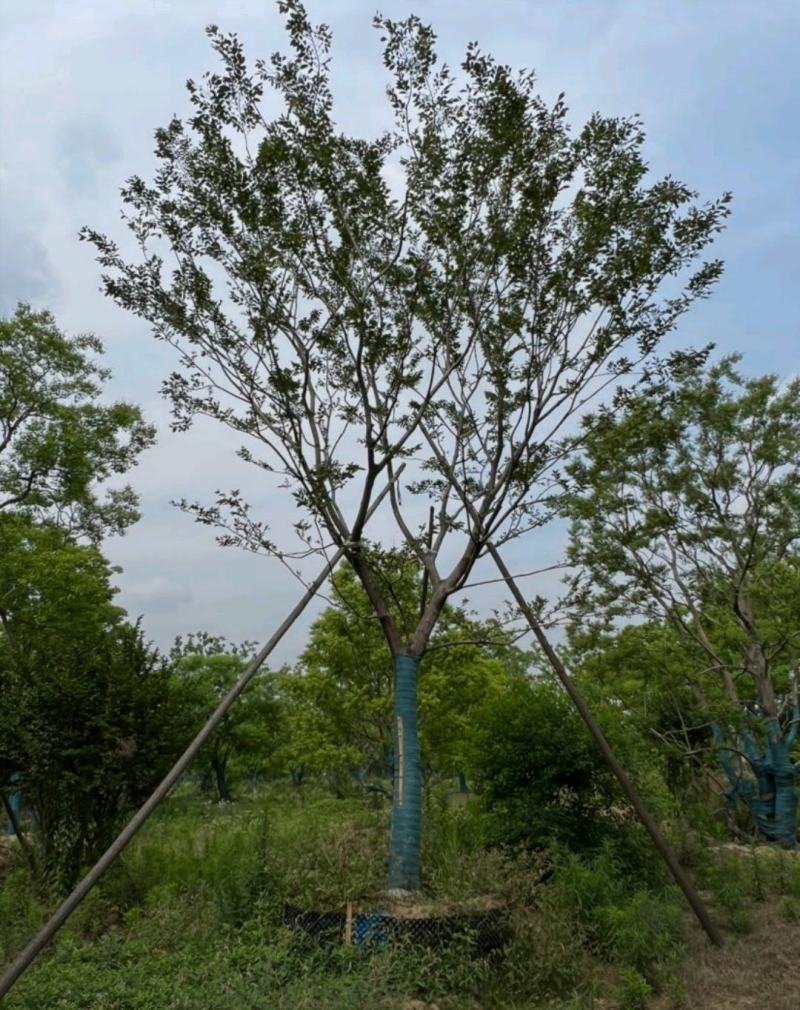 22公分精品朴树基地直供美化环境园林绿化造景植物