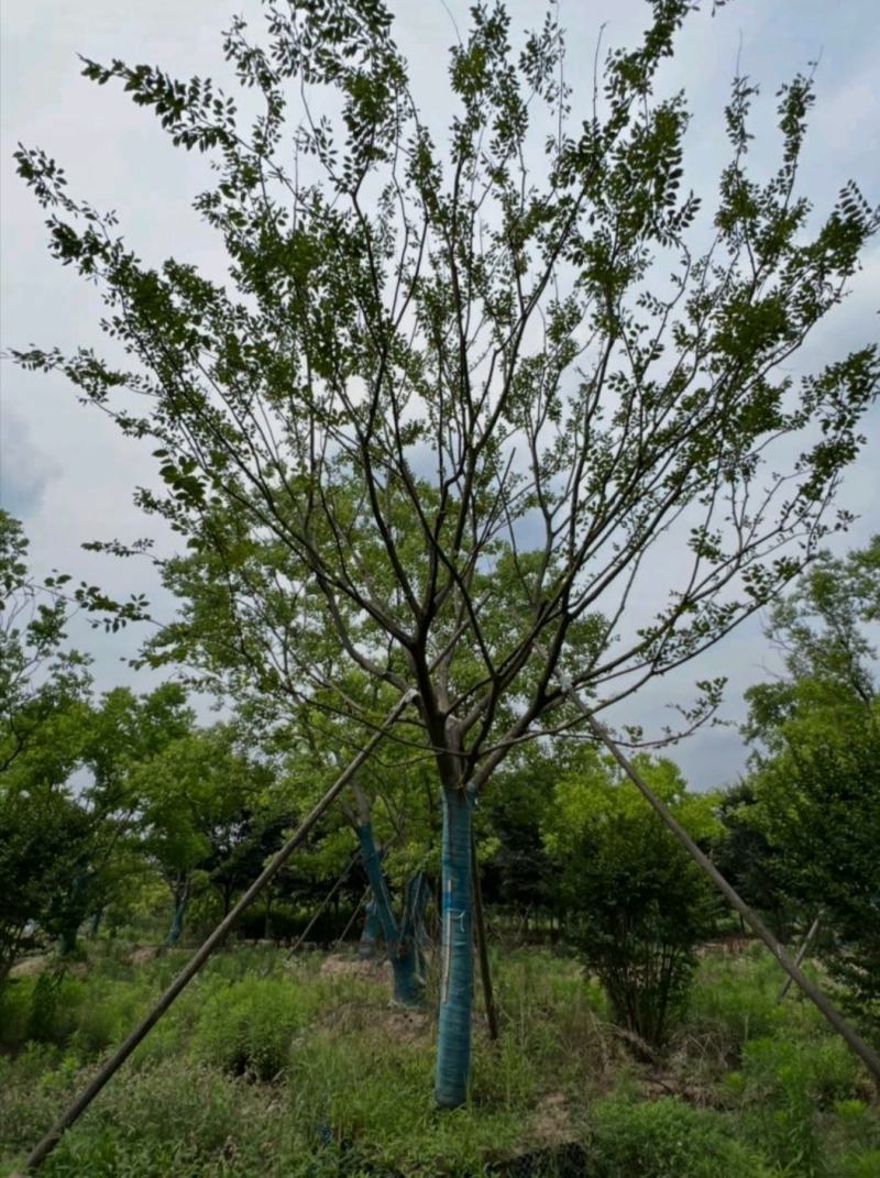 22公分精品朴树基地直供美化环境园林绿化造景植物